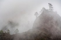 Дерева, що ростуть на туманних скелях — стокове фото