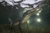 Американский крокодил плавает на мелководье атолла Чинчорро, Мексика — стоковое фото