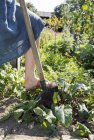 Садоводство для пожилых женщин, рытье лопатой, низкое сечение — стоковое фото