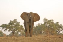Éléphant d'Afrique ou Loxodonta africana dans le parc national de Mana Pools, Zimbabwe — Photo de stock