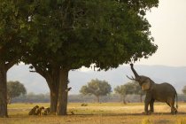 Bull elefante africano o Loxodonta africana che si nutre di foglie di salsiccia e orgoglio di leoni dietro l'albero, Mana Pools National Park, Zimbabwe — Foto stock