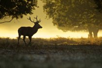 Silhouette of red deer stag at dawn — Stock Photo