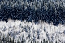 Vue panoramique de la gelée blanche sur la forêt — Photo de stock