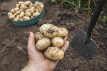 Image recadrée de l'homme tenant des pommes de terre récoltées dans le jardin — Photo de stock