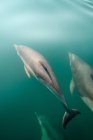 Dolphins swimming underwater — Stock Photo