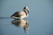 Ювенильный большой фламинго в воде — стоковое фото