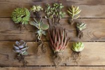 Still life of succulent plants and roots — Stock Photo