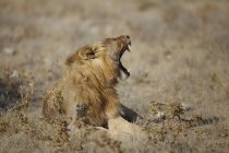 León acostado con la boca abierta en la llanura árida, Namibia, África - foto de stock