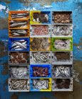 Crée des fruits de mer sur une surface minable — Photo de stock