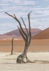 Dead tree, clay pan and sand dunes, Deaddvlei, Sossusvlei National Park, Namibia — Stock Photo