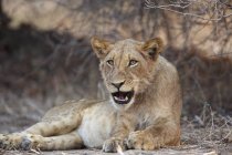 Löwe oder Panthera leo an Manapools, Zimbabwe, Afrika — Stockfoto