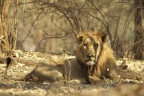 Lion or Panthera leo resting, Mana Pools, Zimbabwe, Africa. — Stock Photo