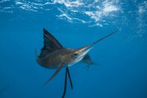 Vista subacquea di un pesce vela che corre vicino alla superficie, Contoy Island, Quintana Roo, Messico — Foto stock
