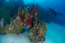Plongeur explorant des têtes de corail vierges composées d'éponges, de coraux durs et mous, Chinchorro Banks, Quintana Roo, Mexique — Photo de stock