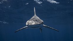 Акула-песчанка плавает под водой — стоковое фото