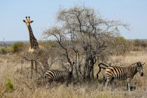 Vue de la girafe et des zèbres au parc national Kruger, Afrique du Sud — Photo de stock
