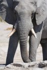 Majestoso elefante africano no parque nacional chobe, botswana — Fotografia de Stock
