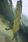 Low angle view of American crocodile in the shallows of Chinchorro Atoll, Mexico — Stock Photo