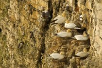 Gannets no lado de penhasco rochoso, Bempton, Yorkshire, Inglaterra — Fotografia de Stock