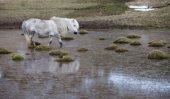 Белая лошадь, гуляющая по болотному полю — стоковое фото