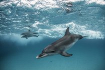 Golfinhos manchados atlânticos nadando debaixo d 'água — Fotografia de Stock