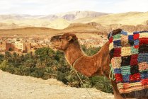 Kamel, Lehmhäuser im Hintergrund, Casbah ait bujan, Todra-Schlucht, Dades-Tal, Marokko — Stockfoto