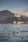 Castello di Angera, con patos nadando en el lago Maggiore, Italia - foto de stock
