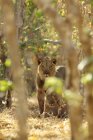 Leoni o Panthera leo al parco nazionale Mana Pools, Zimbabwe, Africa — Foto stock