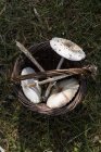 Cesto di tre funghi foraggiati su erba — Foto stock