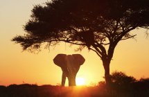 Silhouette eines afrikanischen Elefanten bei Sonnenuntergang, Etoscha Nationalpark, Namibia — Stockfoto