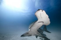 Grande tubarão-martelo nadando debaixo de água — Fotografia de Stock
