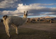 Retrato de llama, Villa Alota, Altiplano Sur, Bolivia, Sudamérica - foto de stock