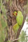 Close up of Wild Rose-ringed Parakeet, Israele — Foto stock