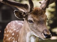 Portrait of deer, close-up, Aarhus, Denmark — Stock Photo