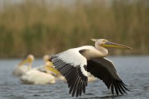 Great White Pelican voando acima do rio, Danúbio Delta, Romênia — Fotografia de Stock