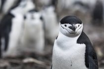 Mignon pingouin chinstrap sur l'île de demi-lune, pôle sud — Photo de stock