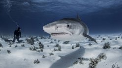 Vista submarina del buzo cerca del tiburón tigre, Nassau, Bahamas - foto de stock