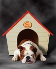 Divertente bulldog sdraiato in casa del cane e imbronciato su sfondo grigio — Foto stock