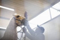 Low angle view of male stablehand grooming nervous horse — Stock Photo