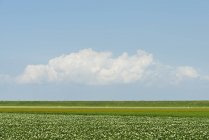 Champ de pommes de terre fleuries sous le ciel bleu — Photo de stock