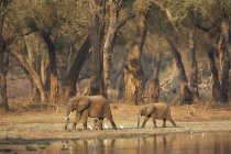 Elefantes africanos caminando por el abrevadero en los bosques de acacia al amanecer, Parque Nacional Mana Pools, Zimbabue, África - foto de stock