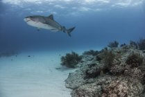 Seitenansicht eines unter Wasser schwimmenden Tigerhais — Stockfoto