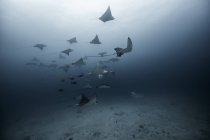 Underwater view of large group of Eagle Rays, Cancun, Mexico — Stock Photo