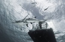 Grande tubarão-martelo nadando plataforma passada — Fotografia de Stock