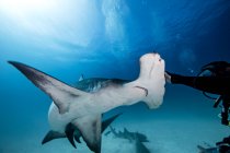 Под водой крупным планом мужчина-ныряльщик касается акулы-молота — стоковое фото