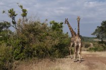 Masai giraffes grazing at Masai Mara, Kenya, Africa — Stock Photo
