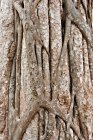 Stamm eines tropischen Baumes, Nahaufnahme, siem ernten, cambodi — Stockfoto