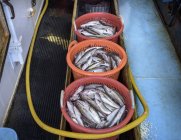 Cestas de pescado fresco capturado en arrastrero - foto de stock