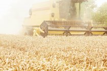 Récolte de grains par tracteur dans les champs — Photo de stock