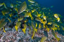 Grande gruppo di pesci scolarizzati sott'acqua — Foto stock